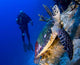 Hawksbill Turtle Resting Reef Wall Decal Design 2