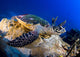 Hawksbill Turtle Resting Reef Wall Decal Design 1