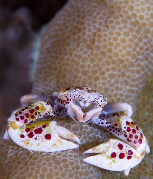 Spotted Porcelain Crab Feeding Wall Decal Design 2