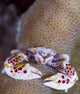 Spotted Porcelain Crab Feeding Wall Decal Design 2