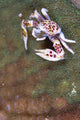 Spotted Porcelain Crab Feeding Wall Decal Design 1