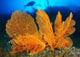 Diver Looks Large Gorgonian Wall Decal Design 3