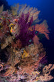 Colorful Assorted Sea Fans Wall Decal Design 2