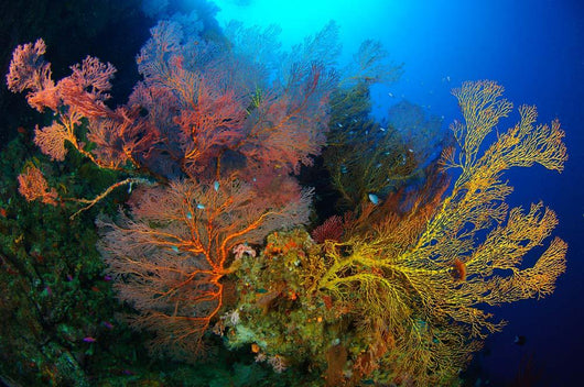 Colorful Assorted Sea Fans Wall Decal Design 1