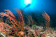 Diver Looks Sea Fans Wall Decal
