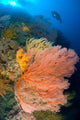 Diver Looks Large Gorgonian Wall Decal Design 2