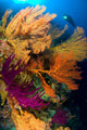 Diver Looks Colorful Reef Wall Decal Design 3
