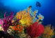 Diver Looks Colorful Reef Wall Decal Design 2