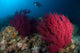 Diver Looks Colorful Reef Wall Decal Design 1