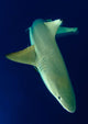 Blacktip Reef Shark Motion Wall Decal