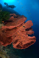 Diver Looks Large Gorgonian Wall Decal Design 1