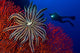 Crinoid Bright Red Sea Wall Decal