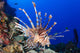 Common Lionfish Full Body Wall Decal