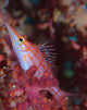 Longnose Hawkfish Solomon Islands Wall Decal Design 3