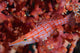 Longnose Hawkfish Solomon Islands Wall Decal Design 1