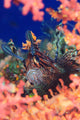 Common Lionfish Resting amongst Wall Decal