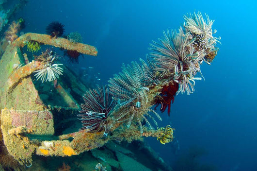 Crinoids Attached to Piece Wall Decal
