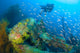 Diver Explores Wreck Japanese Wall Decal Design 1