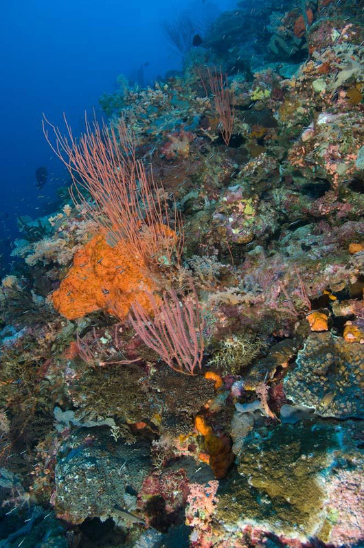 Reef Scape Solomon Islands Wall Decal