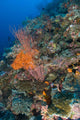 Reef Scape Solomon Islands Wall Decal
