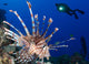Common Lionfish with Diver Wall Decal