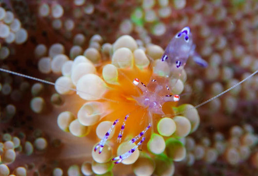 Sarasvati Anemone Shrimp Orange Wall Decal