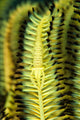 Yellow Commensal Shrimp Crinoid Wall Decal