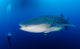 Whale Shark Feeding under Wall Decal