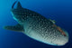 Whale Shark Feeding under Wall Decal Design 39