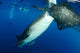 Whale Shark Feeding under Wall Decal Design 37
