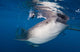 Whale Shark Feeding under Wall Decal Design 36