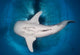 Whale Shark Feeding under Wall Decal Design 35