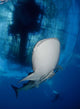 Whale Shark Feeding under Wall Decal Design 34