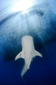 Whale Shark Feeding under Wall Decal Design 33