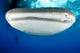 Whale Shark Feeding under Wall Decal Design 32