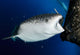 Whale Shark Feeding under Wall Decal Design 30