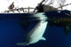 Whale Shark Feeding under Wall Decal Design 29