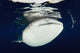 Whale Shark Feeding under Wall Decal Design 28