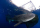 Whale Shark Feeding under Wall Decal Design 27