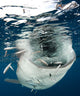 Whale Shark Feeding under Wall Decal Design 26