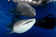 Whale Shark Feeding under Wall Decal Design 25