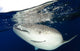 Whale Shark Feeding under Wall Decal Design 22