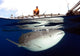 Whale Shark Feeding under Wall Decal Design 21