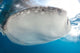 Whale Shark Feeding under Wall Decal Design 20