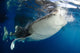 Whale Shark Feeding under Wall Decal Design 19