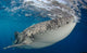 Whale Shark Feeding under Wall Decal Design 18