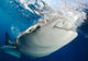 Whale Shark Feeding under Wall Decal Design 17