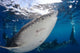Whale Shark Feeding under Wall Decal Design 16