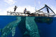 Whale Shark Feeding under Wall Decal Design 14