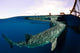 Whale Shark Feeding under Wall Decal Design 13